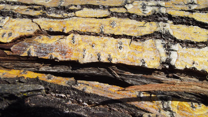 Beautiful abstract wood background.