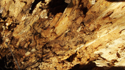 Beautiful abstract wood background.