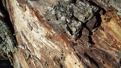 Beautiful abstract wood background.