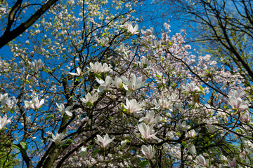 Fototapeta premium Magnolia. Arboretum Bolestraszyce. 