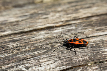 Firebug, Pyrrhocoris apterus on wood, macro photo