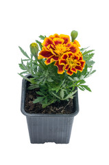 flowers in plastic pots over white