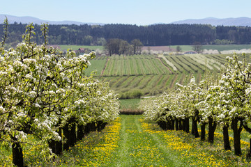 Fototapeta na wymiar Cherry tree blossom orchard with grass path, Czech landscape