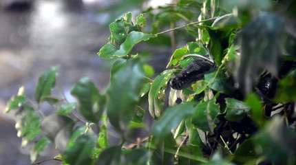 Resting wild gray snake on a branch with green leaves.