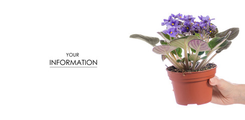 Violet in a pot in hand pattern