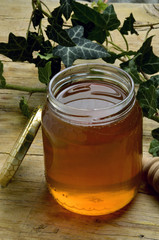 Hedera helix आईवी शहद Miele ivy honey Edera  Murgr&ouml;na honung Borosty&aacute;nm&eacute;z Mi&oacute;d z bluszczu мед плюща Ivy hunang břečťanov&yacute; med Efeu Honig