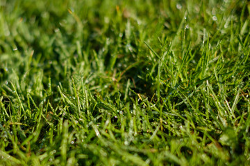 wet grass closeup, meadow macro, dew drows on grass  