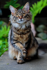 Big eyed nowegian forest cat kitten sitting in garden