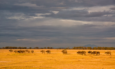 Weite Landschaft der afrikanischen Savanne mit Wasserbüffeln in der Regenzeit