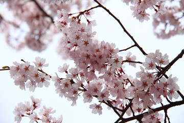 桜70
