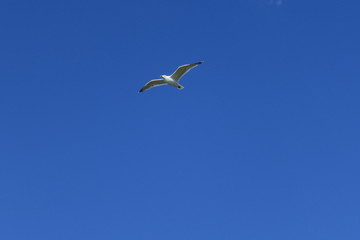 Möwe im Flug am blauen Himmel vor blauem Hintergrund am Meer