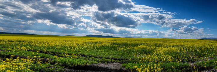 Yellow rape field with sunset sky.