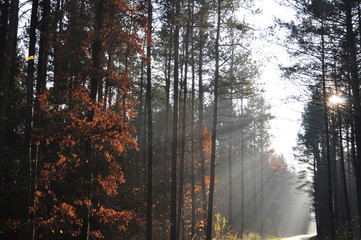 Fototapeta na wymiar Mgła w lesie