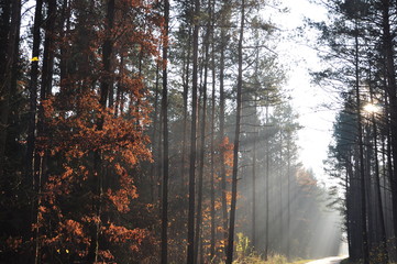 Fototapeta na wymiar Mgła w jesiennym lesie