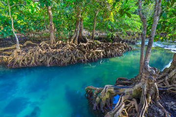 Amazing crystal clear emerald canal with mangrove forest , Krabi province, Thailand
