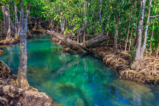 Amazing crystal clear emerald canal with mangrove forest , Krabi province, Thailand