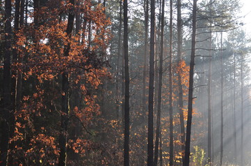 Obraz premium Mgła w lesie