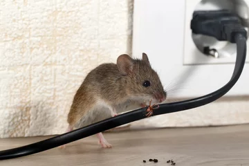 сloseup mouse gnaws wire  in an apartment house near wall and electrical outlet . Inside high-rise buildings. Fight with mice in the apartment. Extermination. Small DOF focus put only to wire. © torook