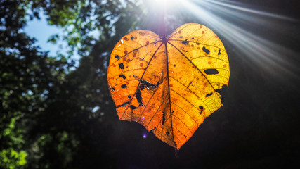 a leaf in heart shape with many holes holding through the sunlight outside in nature forest