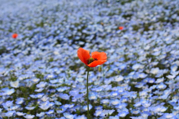 ネモフィラの中のポピー