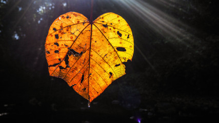 a leaf in heart shape with many holes holding through the sunlight outside in nature forest