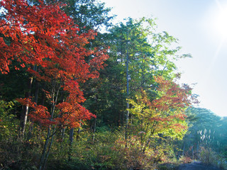 Autumn leaves in the forest