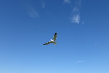 Möwe im Flug am blauen Himmel vor blauem Hintergrund am Meer