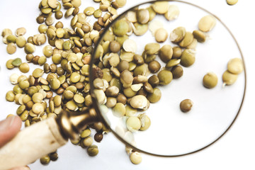 Lentil seeds under magnifying glass