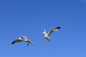 Möwen im Flug am blauen Himmel vor blauem Hintergrund am Meer