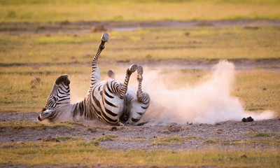 Plakat Verrücktes Zebra rollt sich im Sand der afrikanischen Savanne