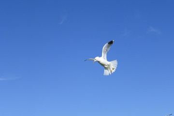 Möwe im Flug am blauen Himmel vor blauem Hintergrund am Meer