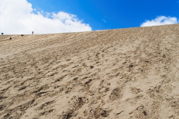 鳥取砂丘　馬の背を見上げる