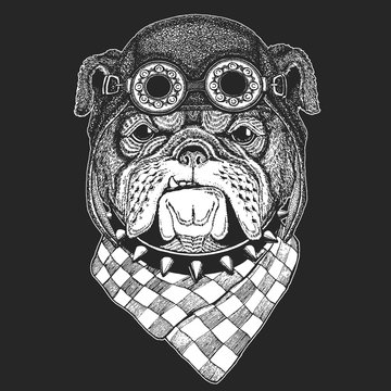 Bulldog Hand drawn vintage image for t-shirt, tattoo, emblem, badge, logo, patch Cool animal wearing aviator, motorcycle, biker helmet.