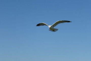 Möwe im Flug am blauen Himmel vor blauem Hintergrund am Meer