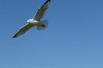 Möwe im Flug am blauen Himmel vor blauem Hintergrund am Meer