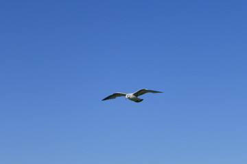 Fototapeta na wymiar Möwe im Flug am blauen Himmel vor blauem Hintergrund am Meer