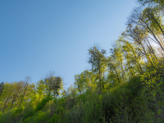 spring forest backlit by soft sunlight