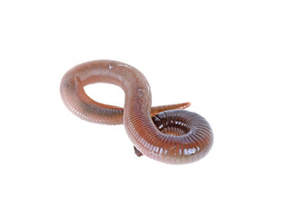 earthworm on white background