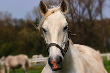 Obraz premium Portrait white horse in wind