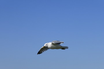 Möwe im Flug am blauen Himmel vor blauem Hintergrund am Meer