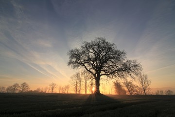 Fototapeta na wymiar Baum bei Sonnenaufgang im Nebel