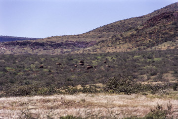 panoramic view of the kunene or kaokoland region
