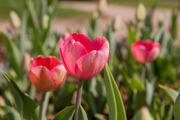 Pink Tulips in a garden 
