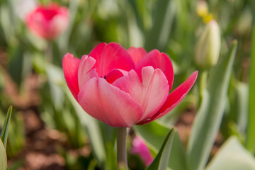 Obraz premium Pink Tulips in a garden 