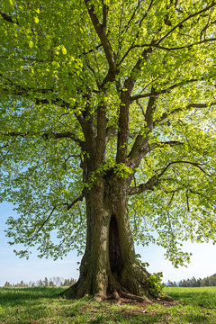 Sommerlinde Tilia platyphyllos am Drackendorfer Vorwerk bei Jena
