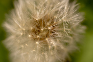 a dandelion in springtime macro