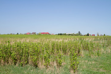 Blackcurrant (Ribes nigrum) growing in a field with a village seen on the horizon