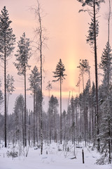 Beautiful winter sunset in a snowy forest