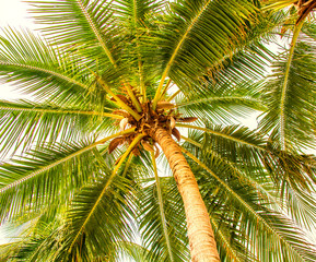 high, beautiful palm trees, clear sky, the sand, the warm tropics.