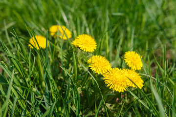 Obraz premium yellow dandelion among the grass in the city park close-up